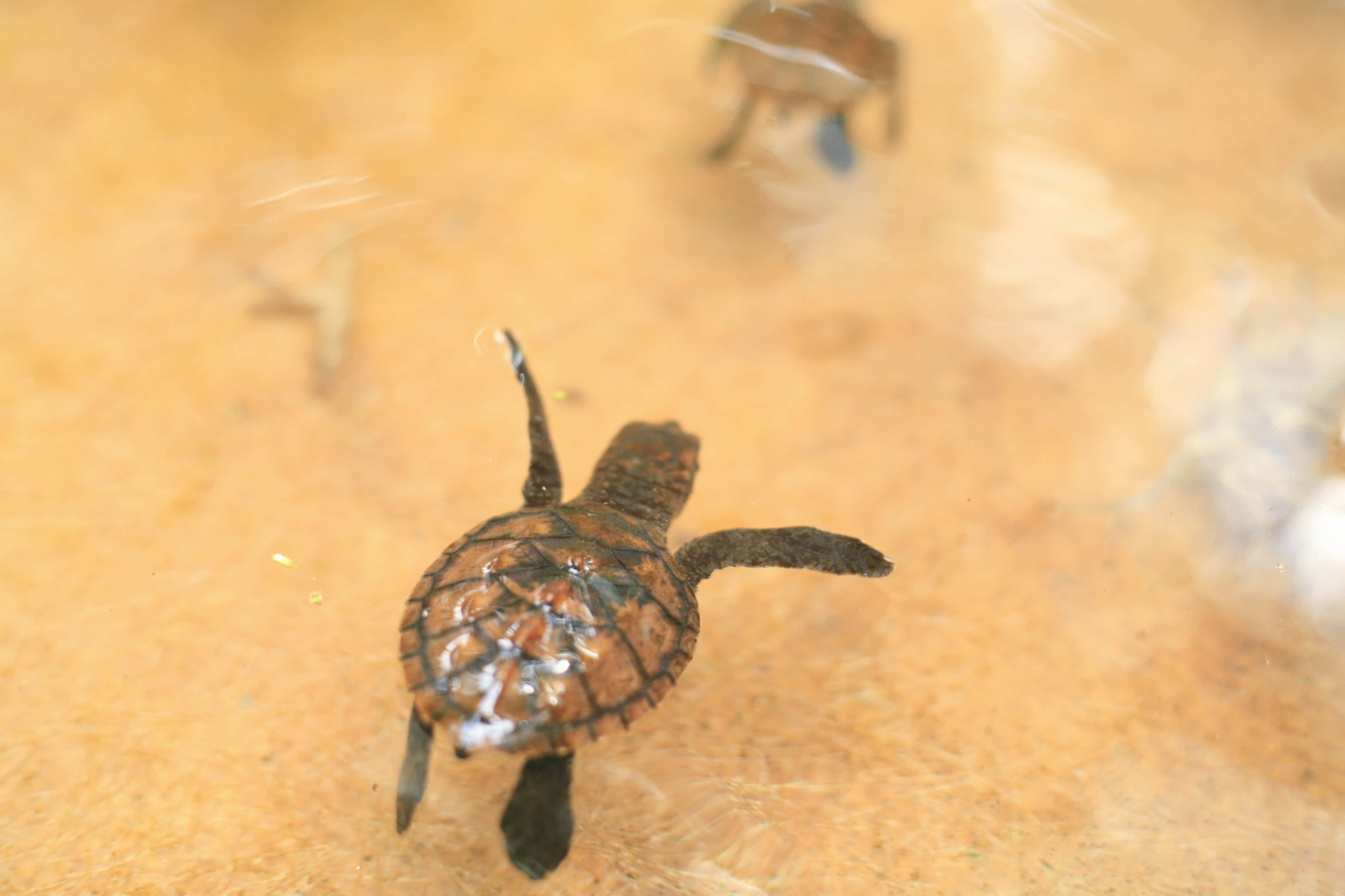Baby Turtle Wallpaper