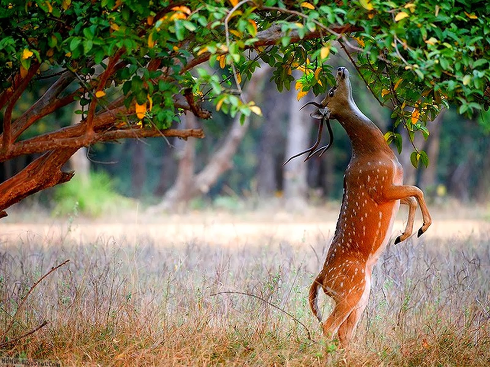 Top Beautiful Deer Wallpaper In HD