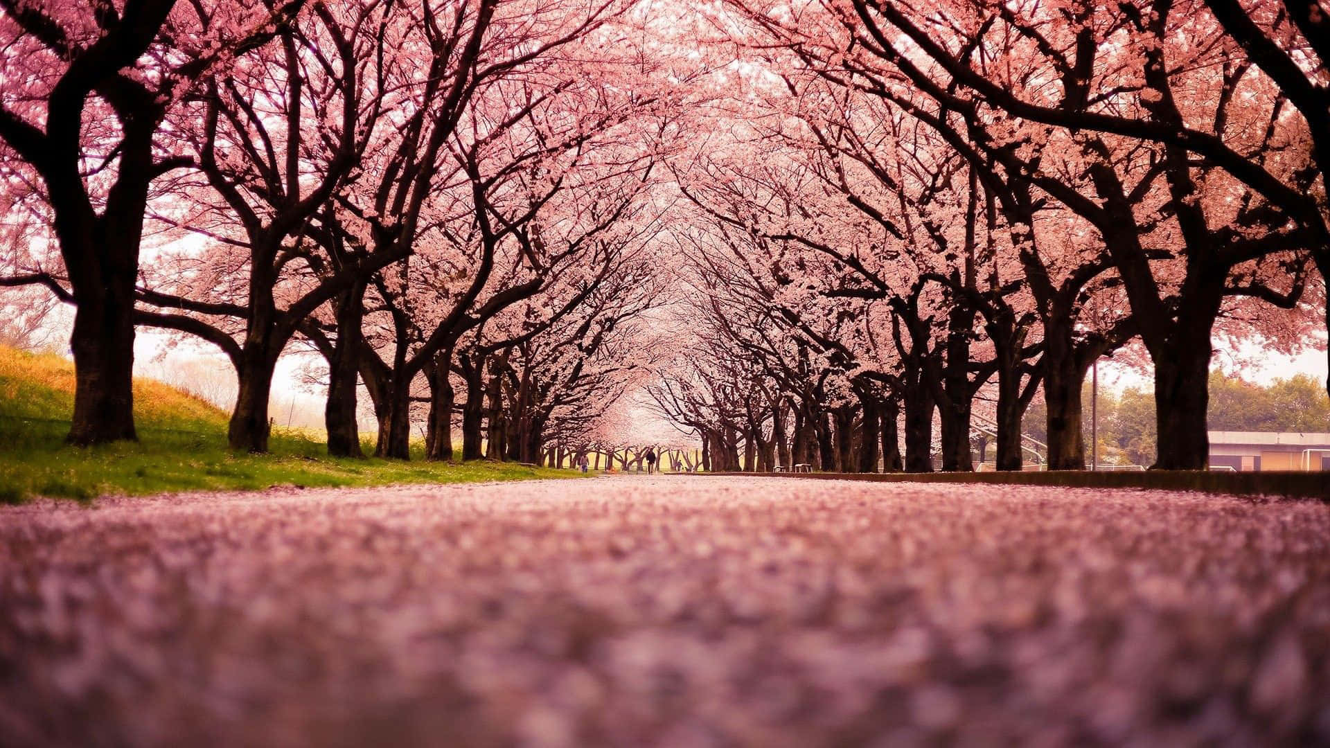 Pink Cherry Blossom Wallpaper