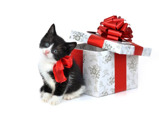 Christmas Kitty Desktop Wallpaper