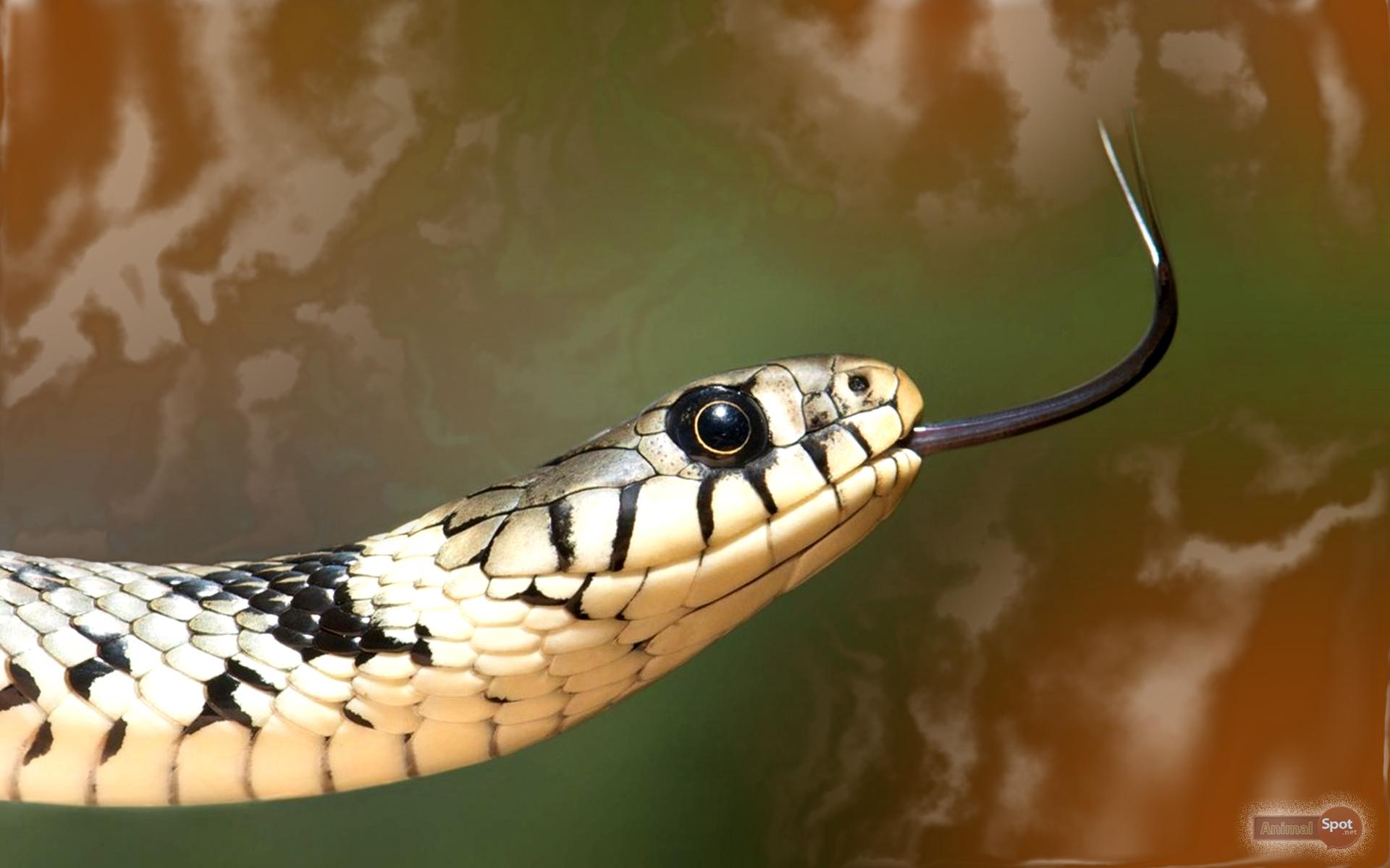 Snake Wallpaper Animal Spot