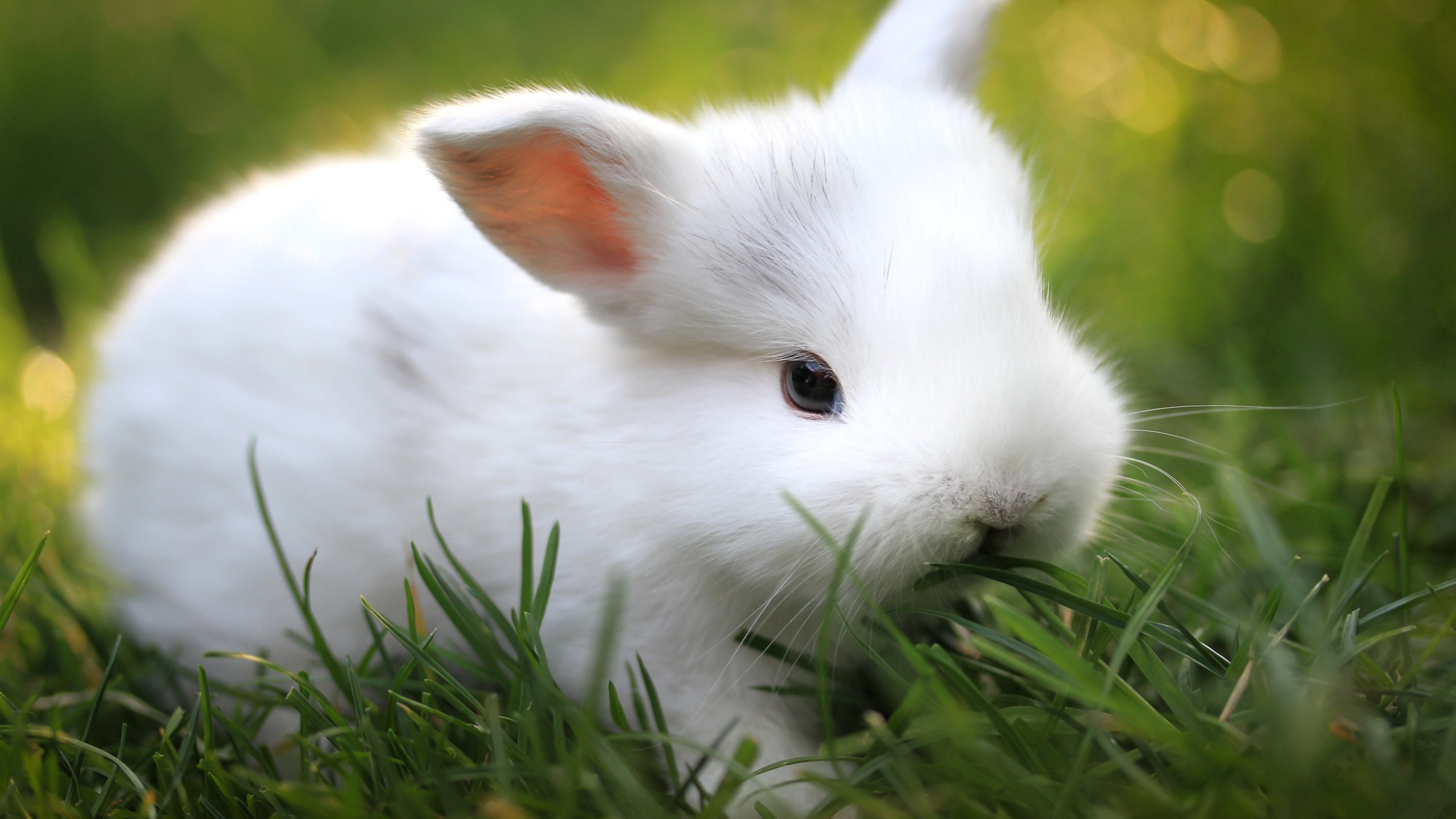Spring Bunny   Wallpaper High Definition High Quality Widescreen