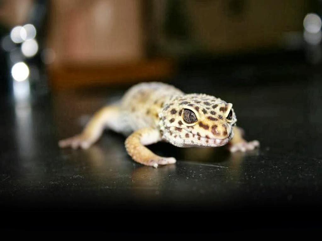 Gecko HD Wallpaper
