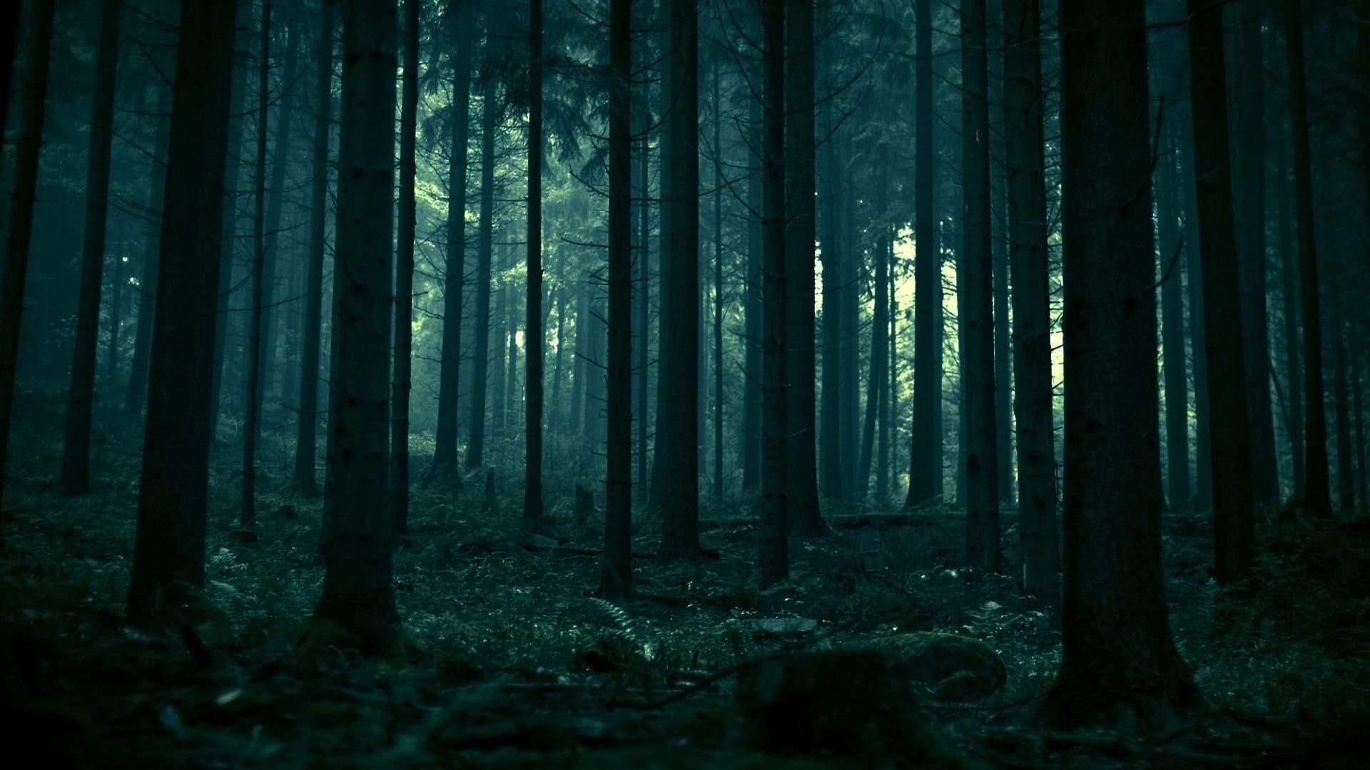 Dark Forest HD 1080p