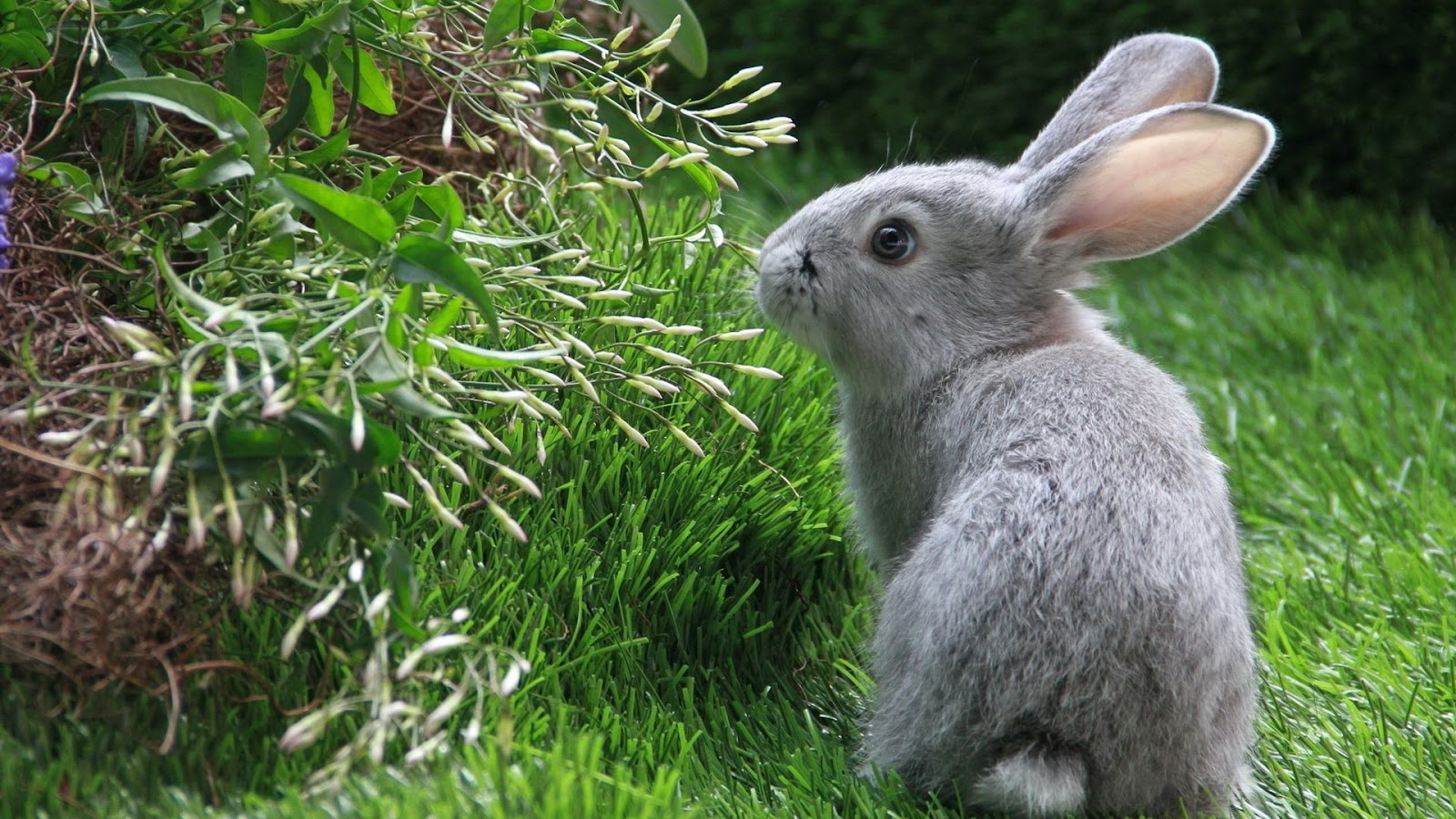 Your Wallpaper Cute Rabbit