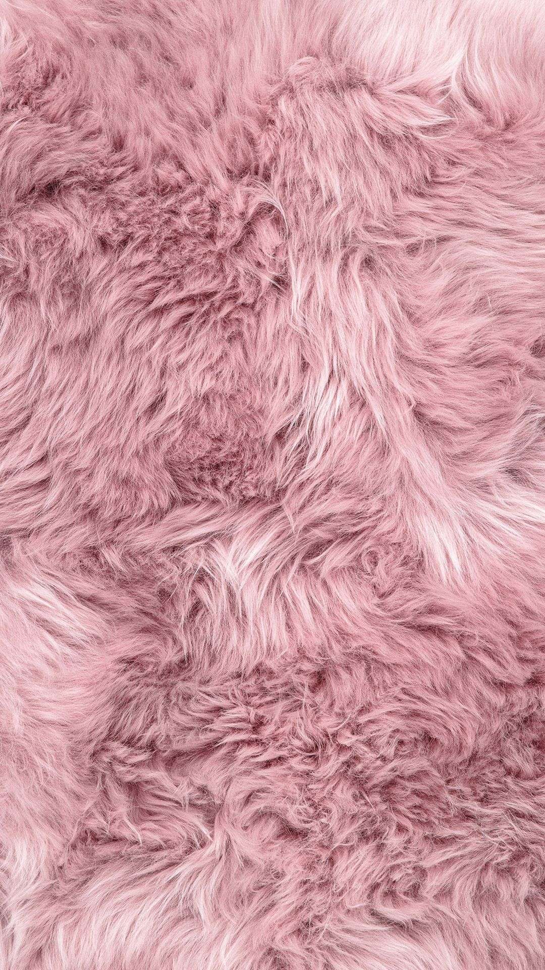 Furfrou Wallpaper