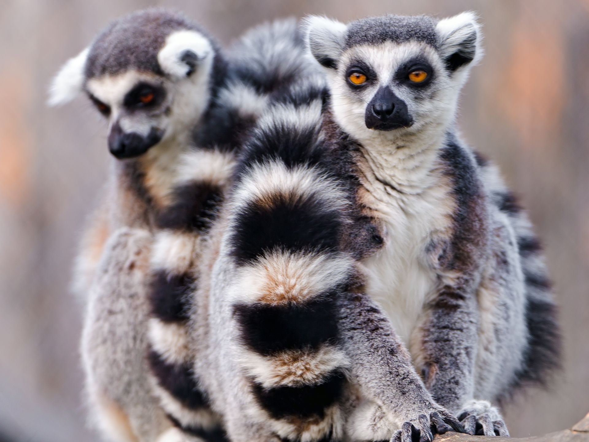 Animal Lemur Wallpaper