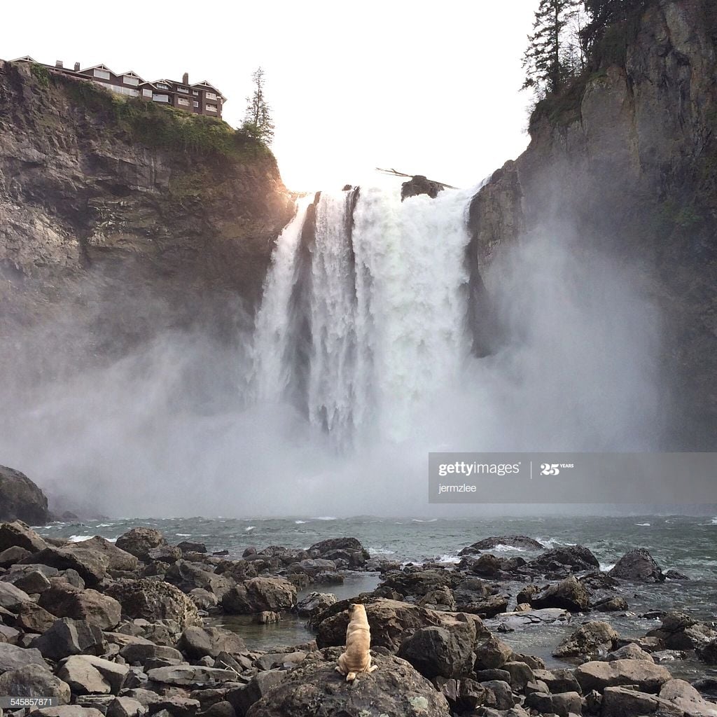 Free download Usa Washington King County Snoqualmie Rear View Of Pug