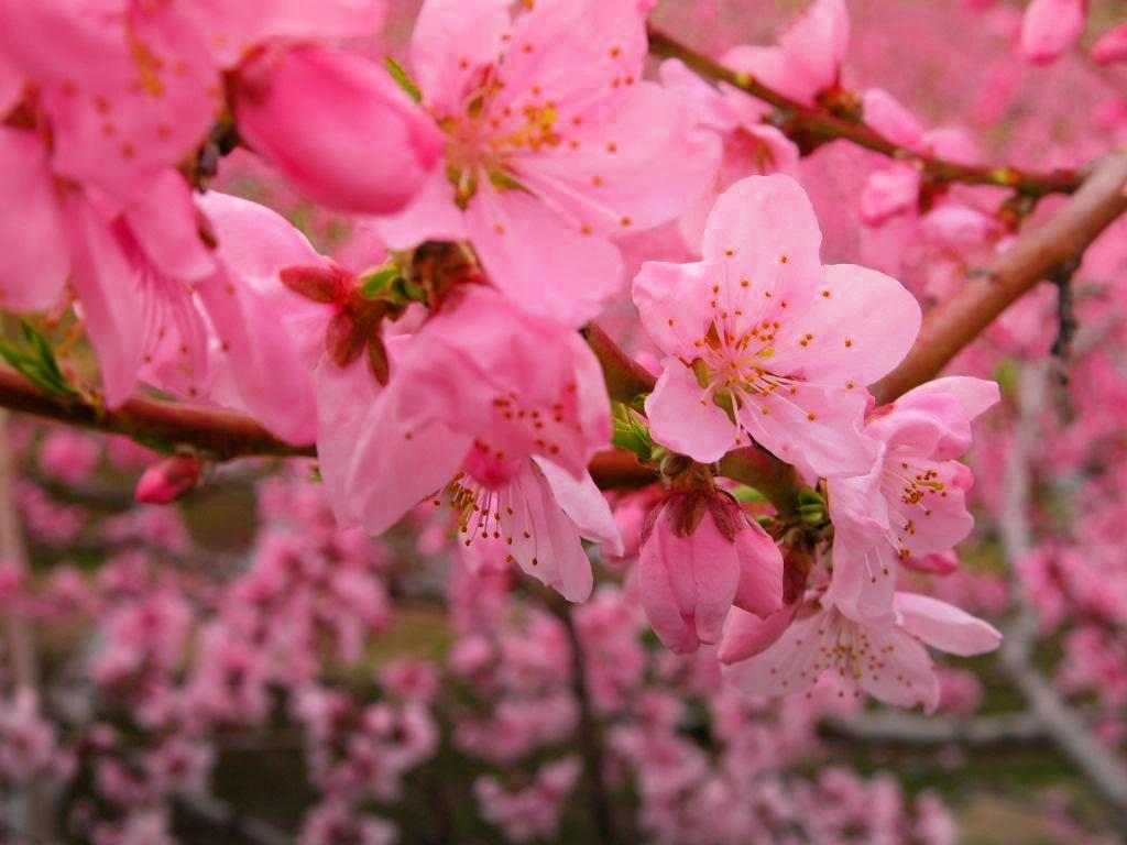 Peach Flowers Wallpaper HD Pictures One