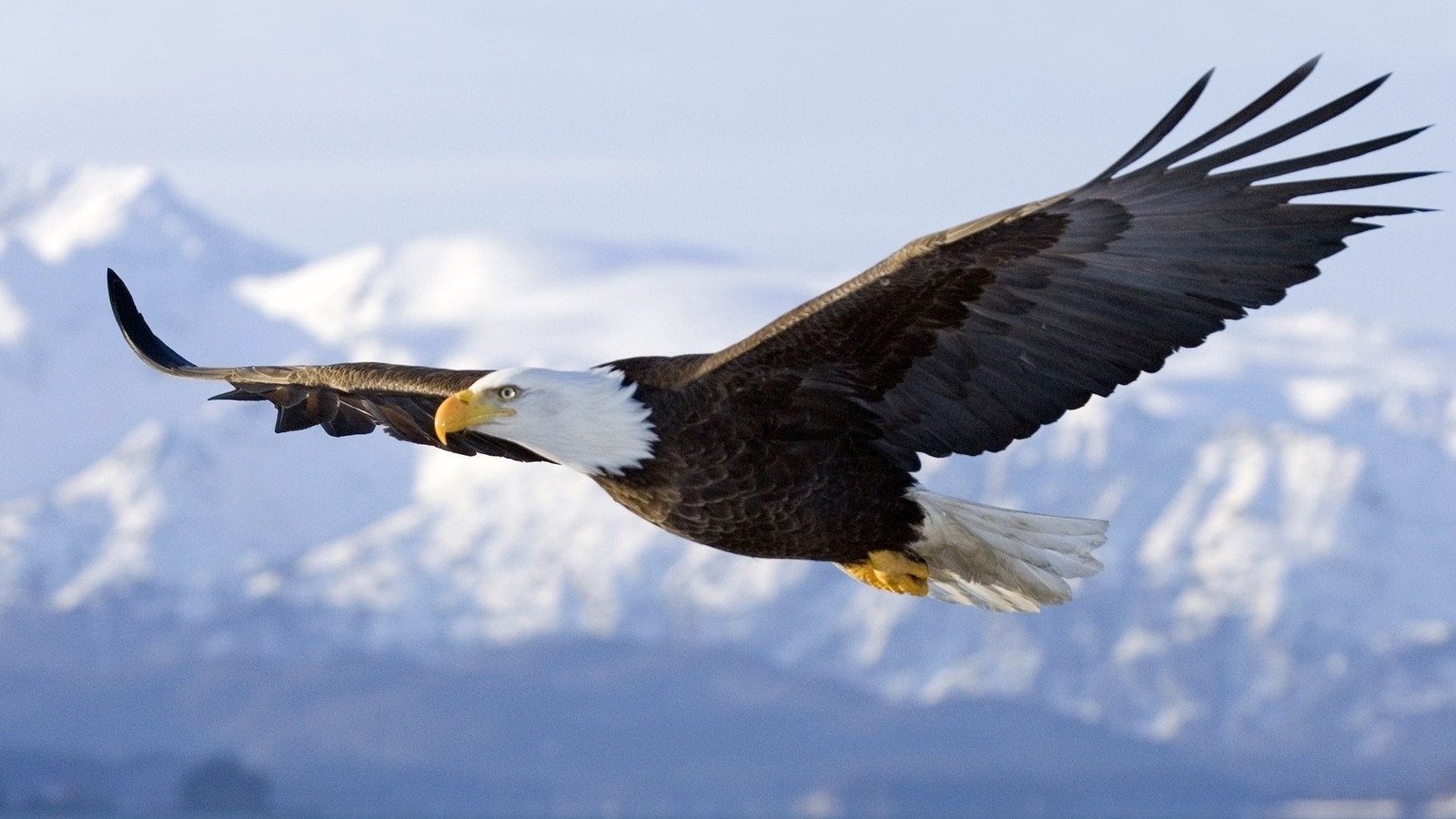 Floating Eagle Open Wings HD Wallpaper Nature