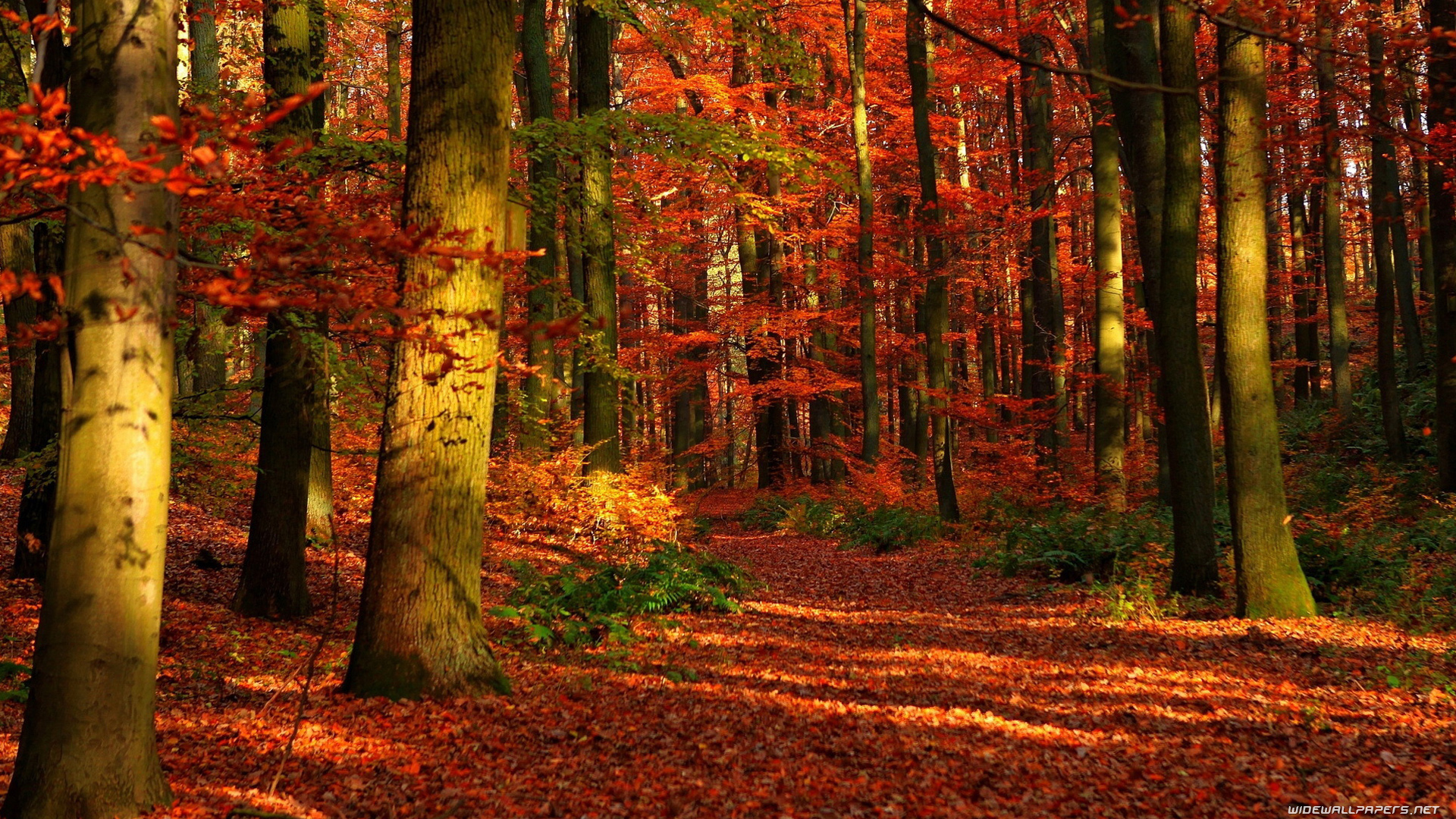 Most Beautiful Autumn Wallpaper HD MixHD