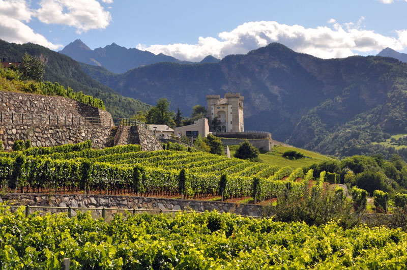 Vineyard Of The Caves Des Onze Munes In Aymavilles Valle D Aosta