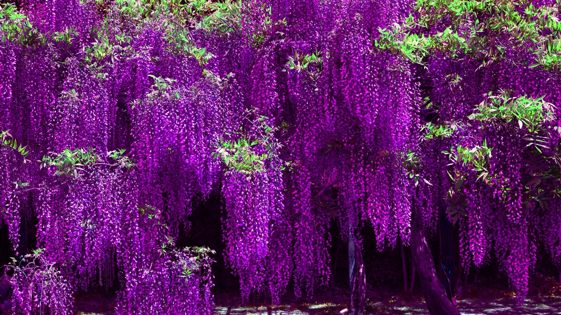 Purple Tree Wallpaper