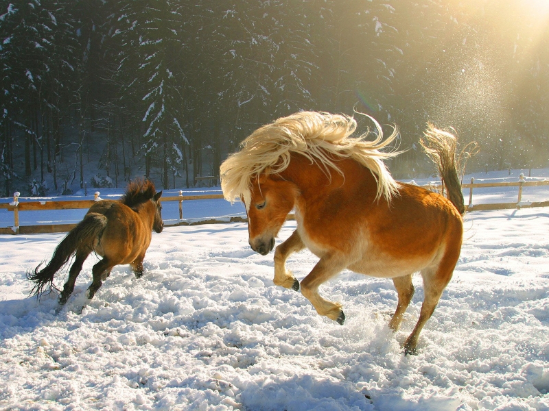 Snow Horses Wallpaper Animals HD Desktop