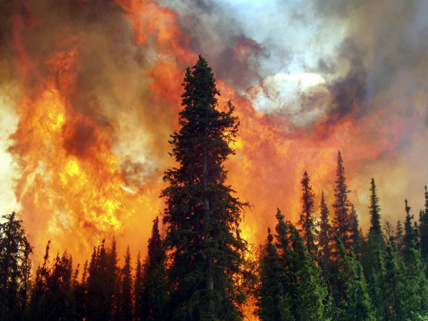 Figure Crowning Fire In A Black Spruce Stand During The Lightning