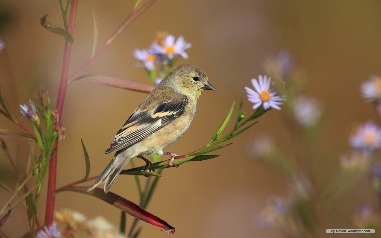 Free Wallpaper   Free Animal wallpaper   Spring Flowers And Birds