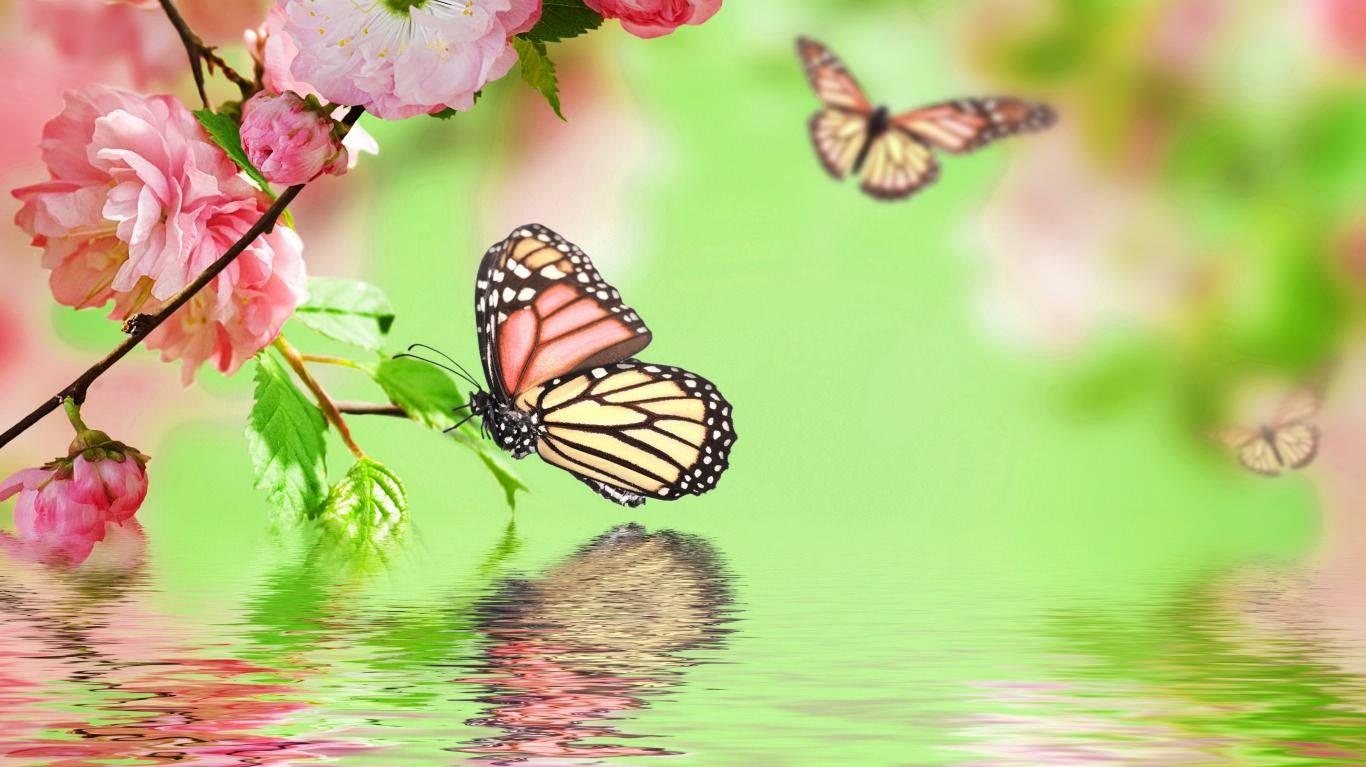Free download 600] Butterfly Wallpapers [1366x768] for your Desktop ...