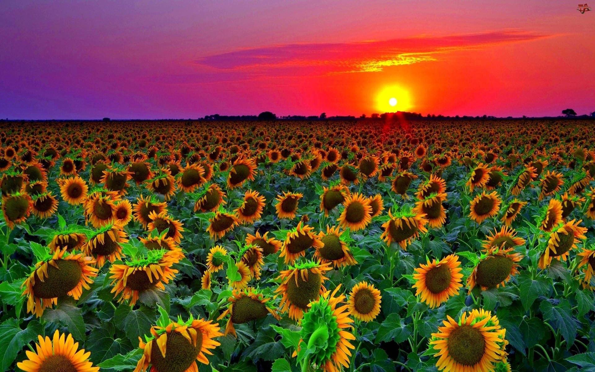 Sunflower Field Wallpaper