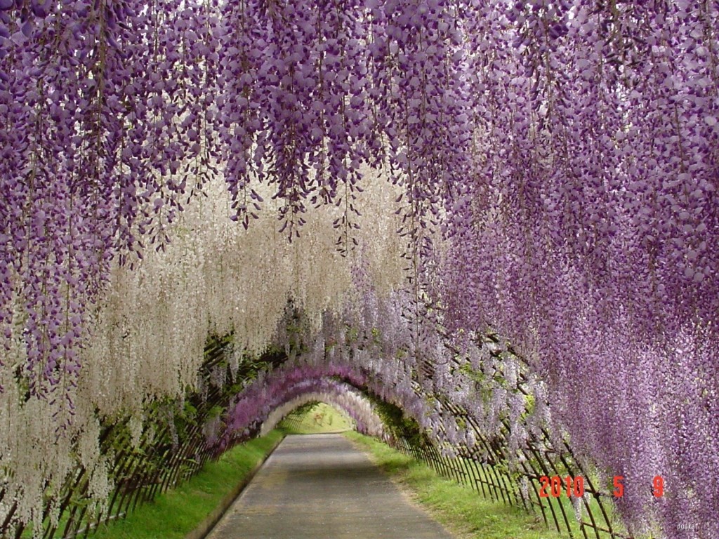 Japan Nature Wallpaper Wisteria Purple