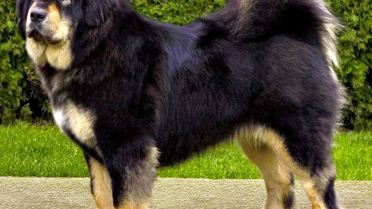 Beautiful Tibetan Mastiff Dog Full Screen Wallpaper Photos