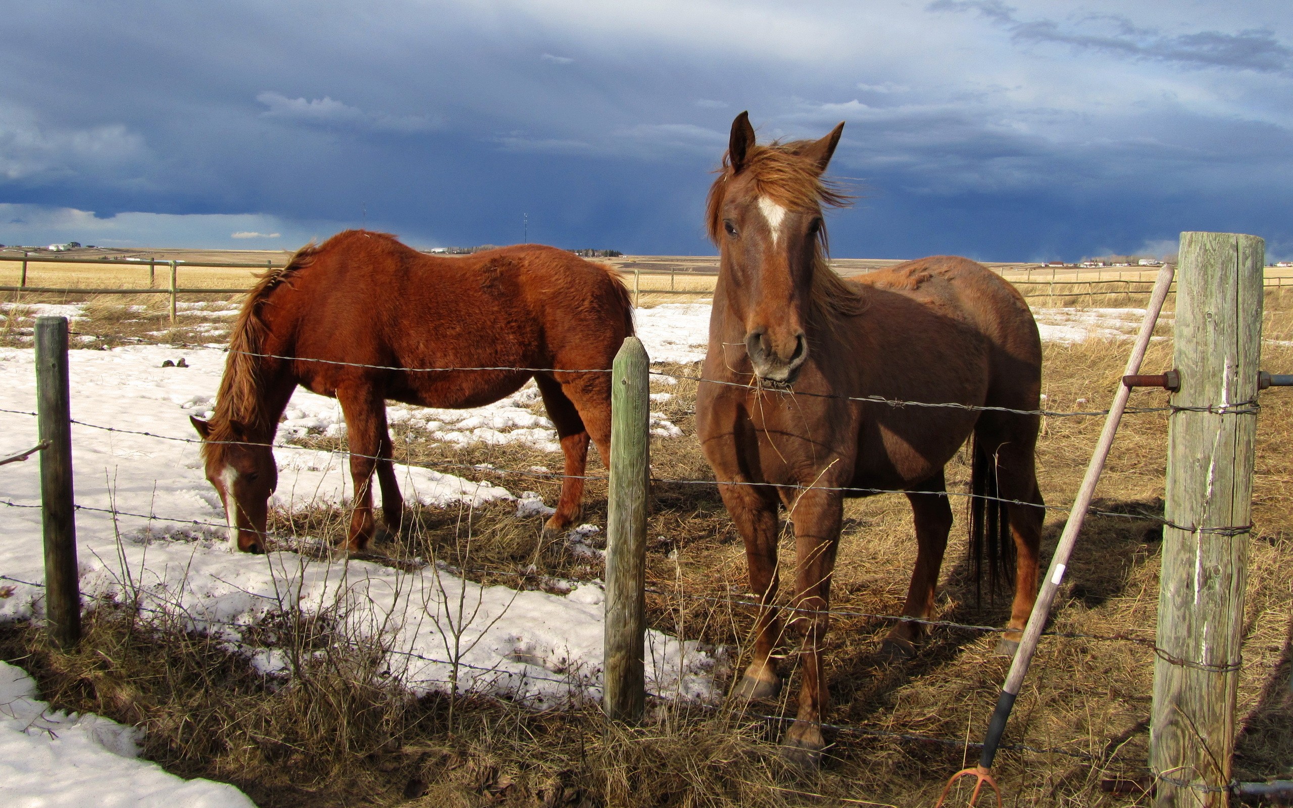 Animals   Horses     Horses in spring pasture 078739 jpg