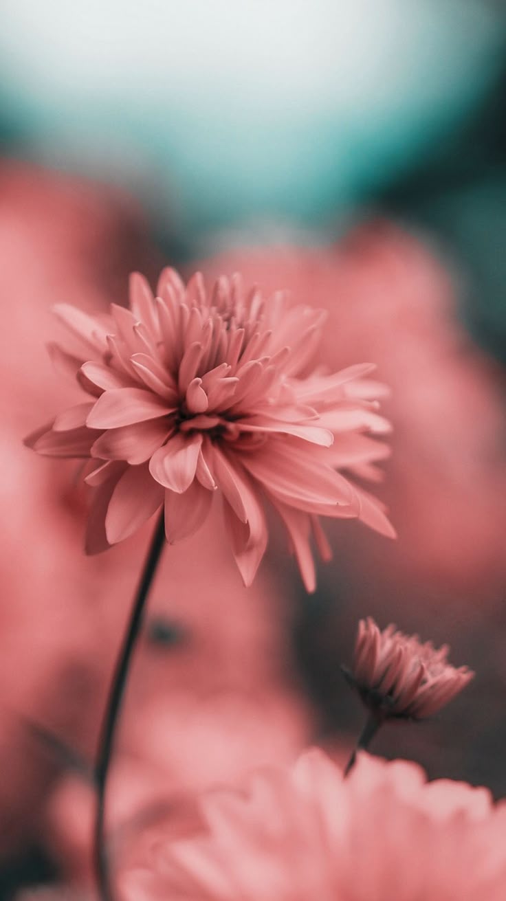 Bfe824c331638133daa11f36bcbef585 Wallpaper