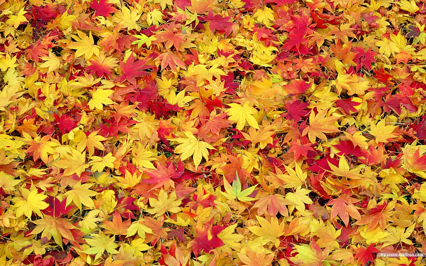 Fall Leaves Wallpaper   HD Wallpapers