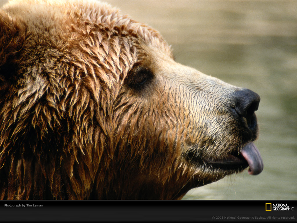 Kodiak Bear Photo Life In Color Brown Wallpaper Photos