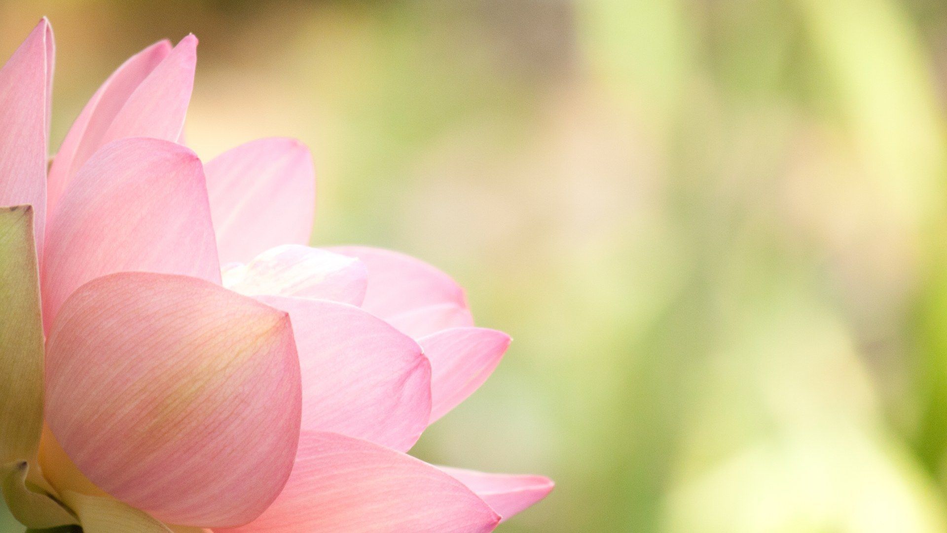 Lotus Flower Wallpaper Image Photos Pictures Background
