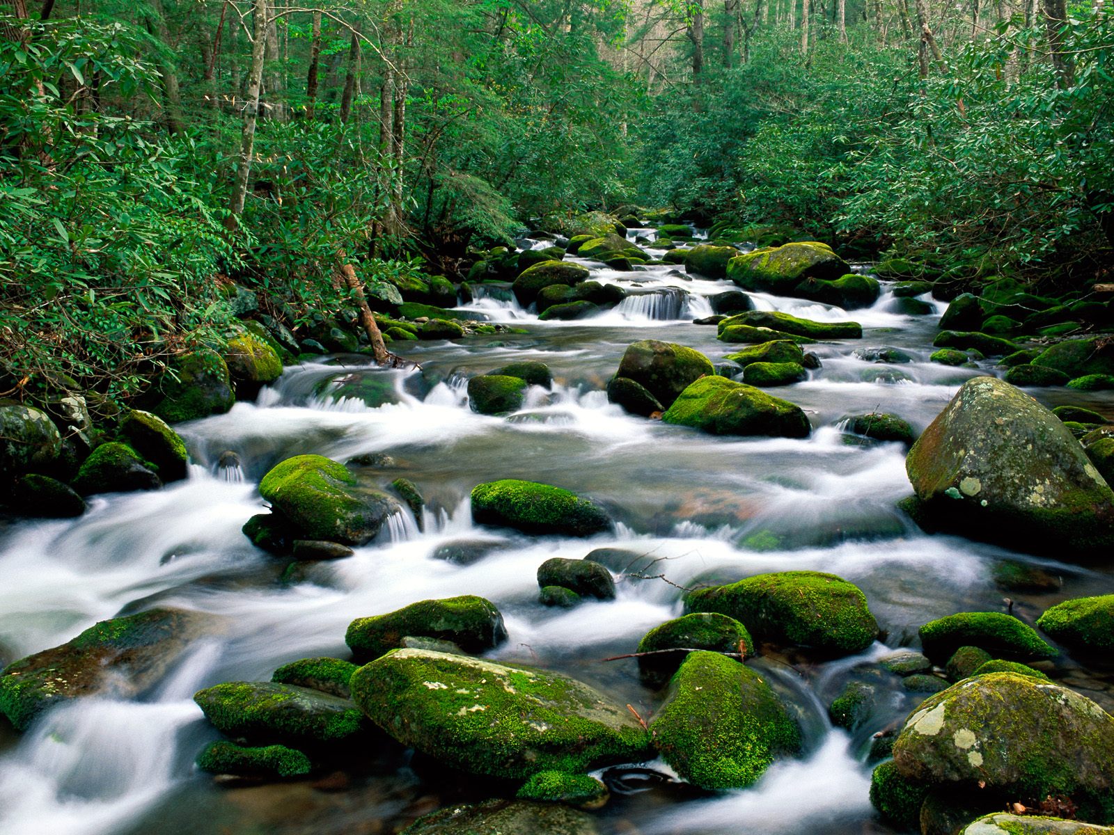 River Great Smoky Mountains Tennessee Wallpaper HQ Wallpapers 1600x1200.