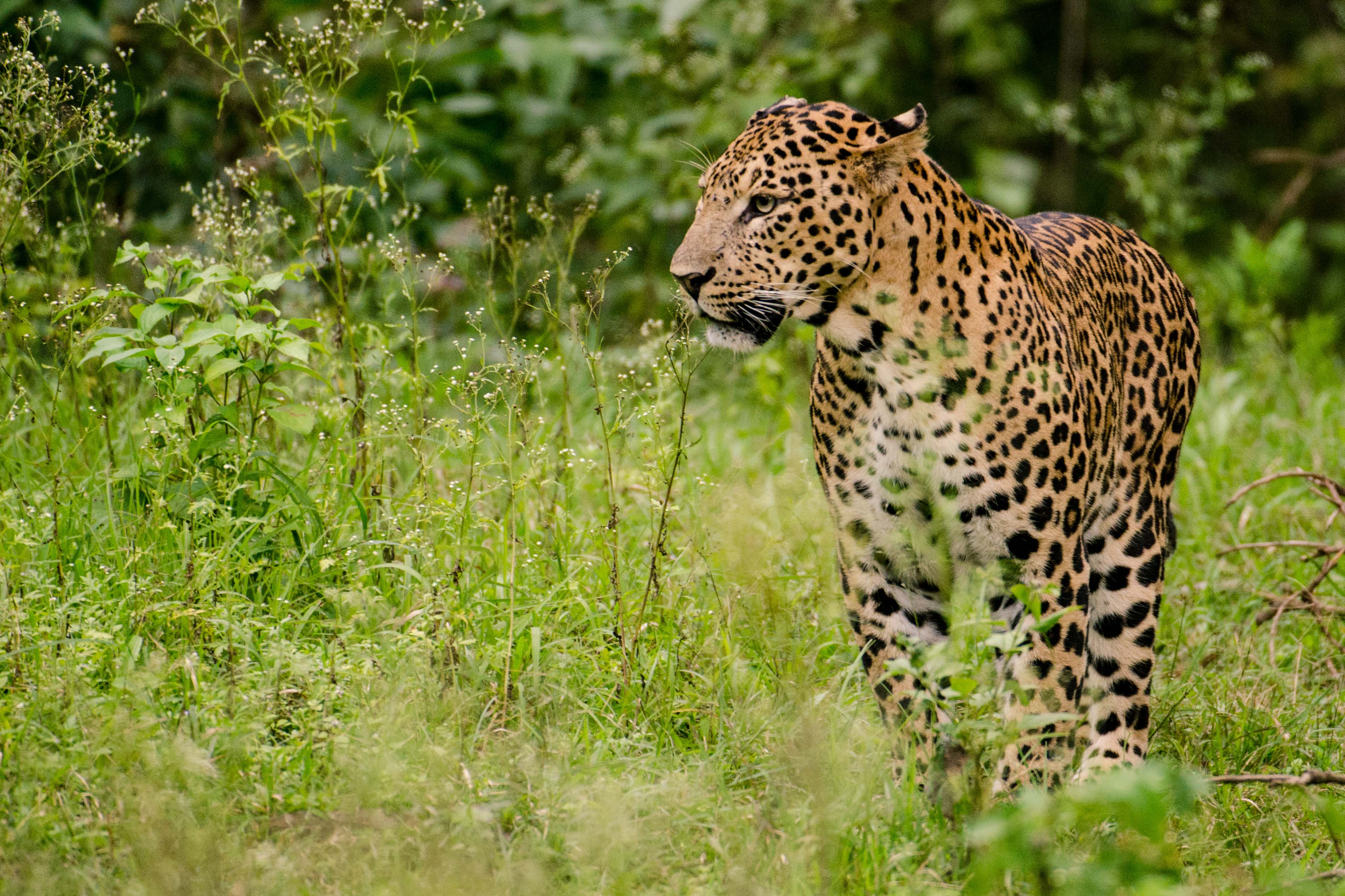 Indian Leopard Wikipedia