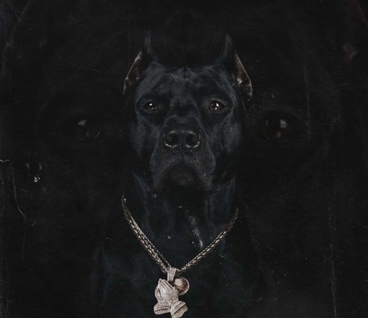 Black Pitbull Wallpaper