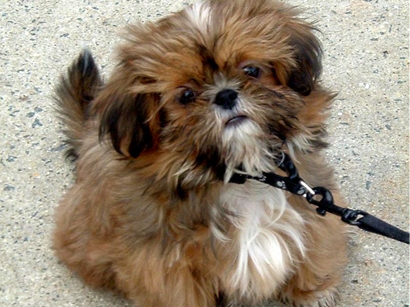 Shih Tzu Dog Information New Funny Pet Pictures Dogs Cats Birds