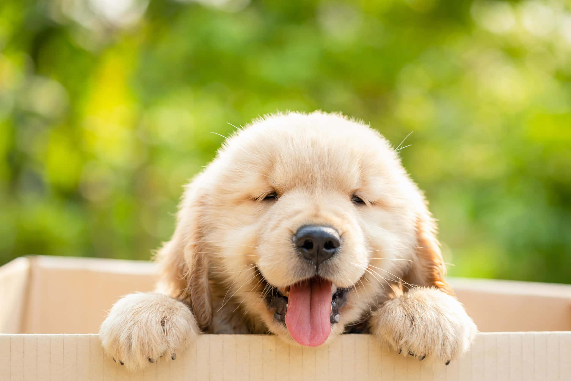 Puppy Background Wallpaper