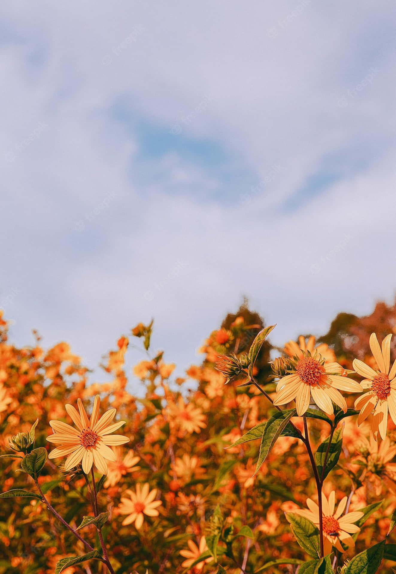 Aesthetic Nature Wallpaper