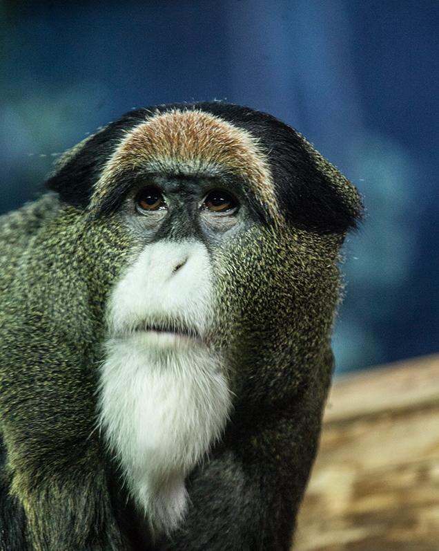 DeBrazzas Monkey   Lincoln Park Zoo