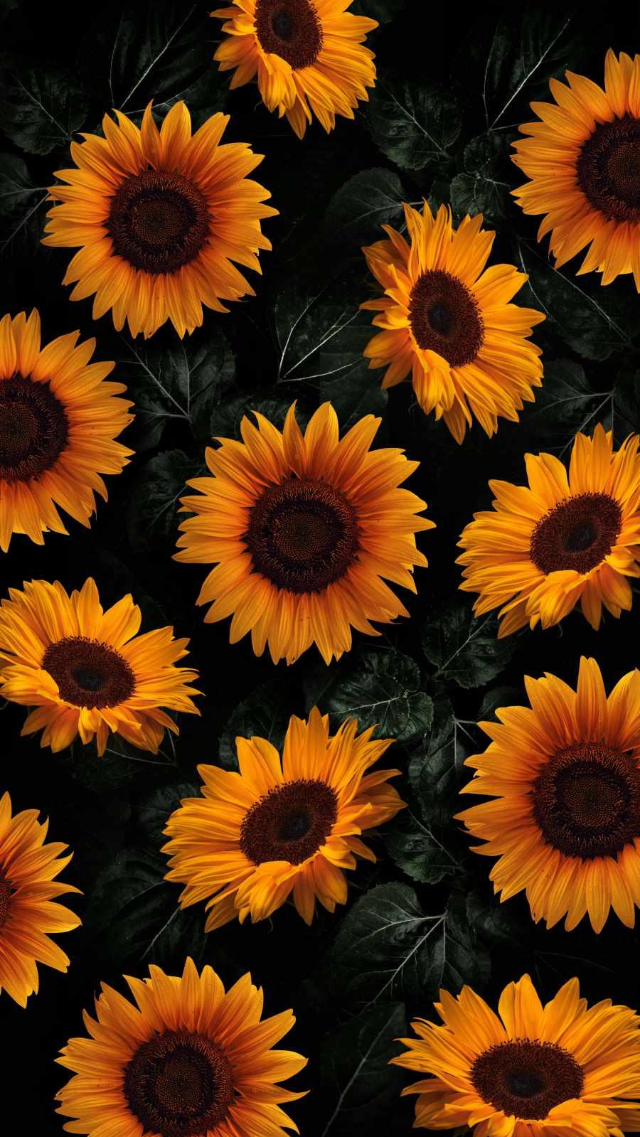 Sunflower on Black Background Graphic by asesidea · Creative Fabrica