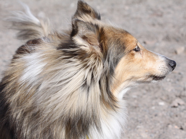 Sheltie Breed Dog Saw Something Wallpaper And Image