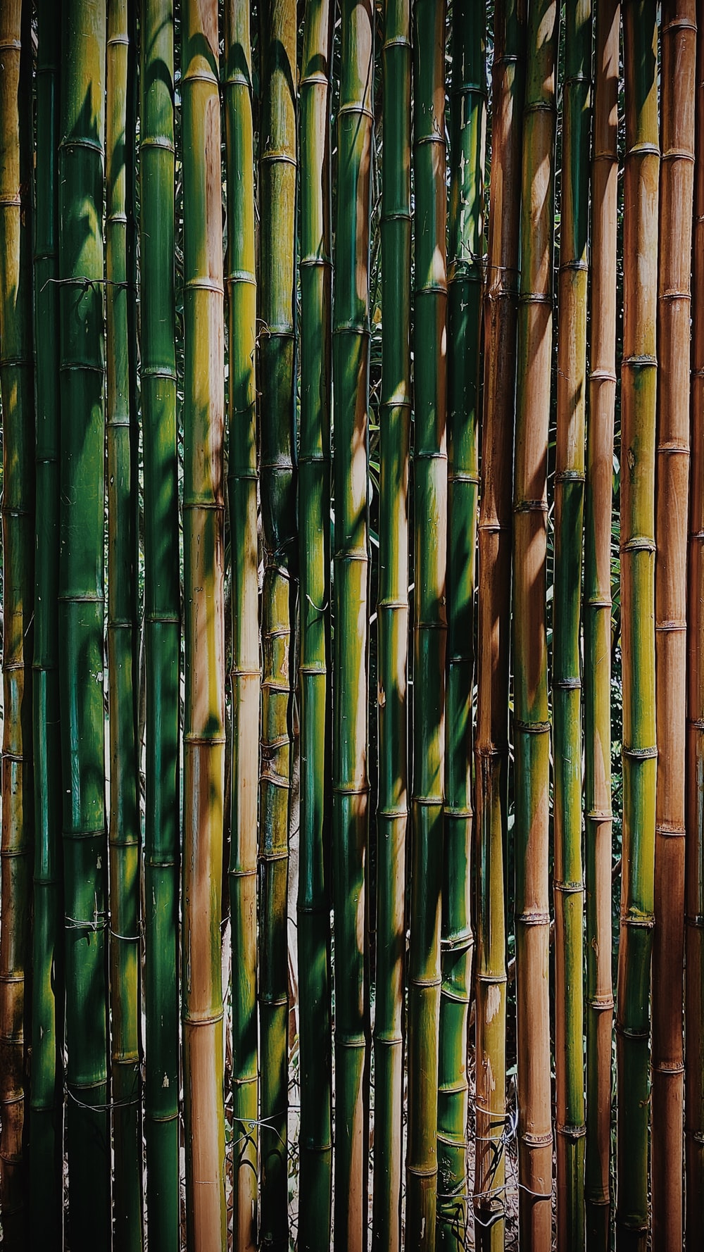 100 Bamboo Pictures Download Images Stock Photos on Unsplash 1000x1778