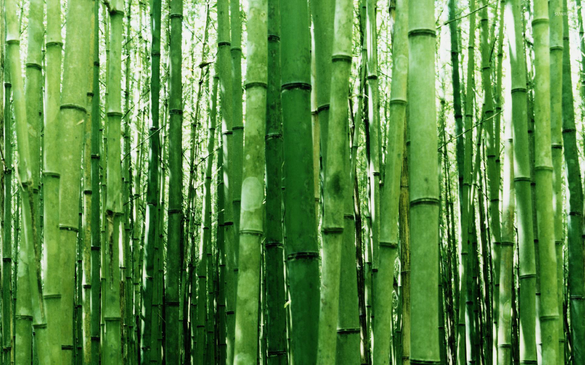 bamboo wallpaper on Bamboo Wallpaper Artistic Wallpapers 3655