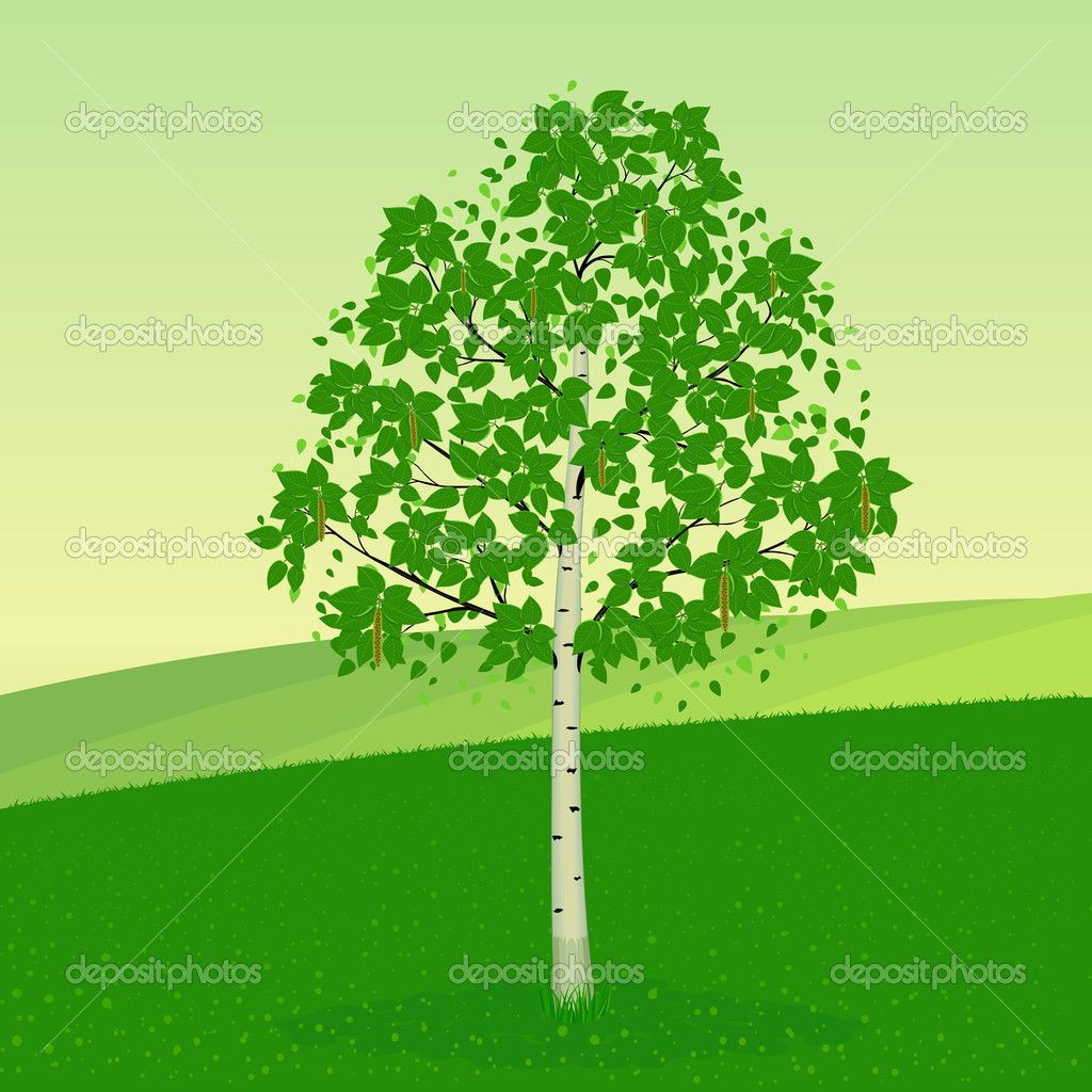 Birch Tree O Picture