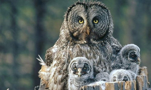 Family Hi Res Owl Wallpaper
