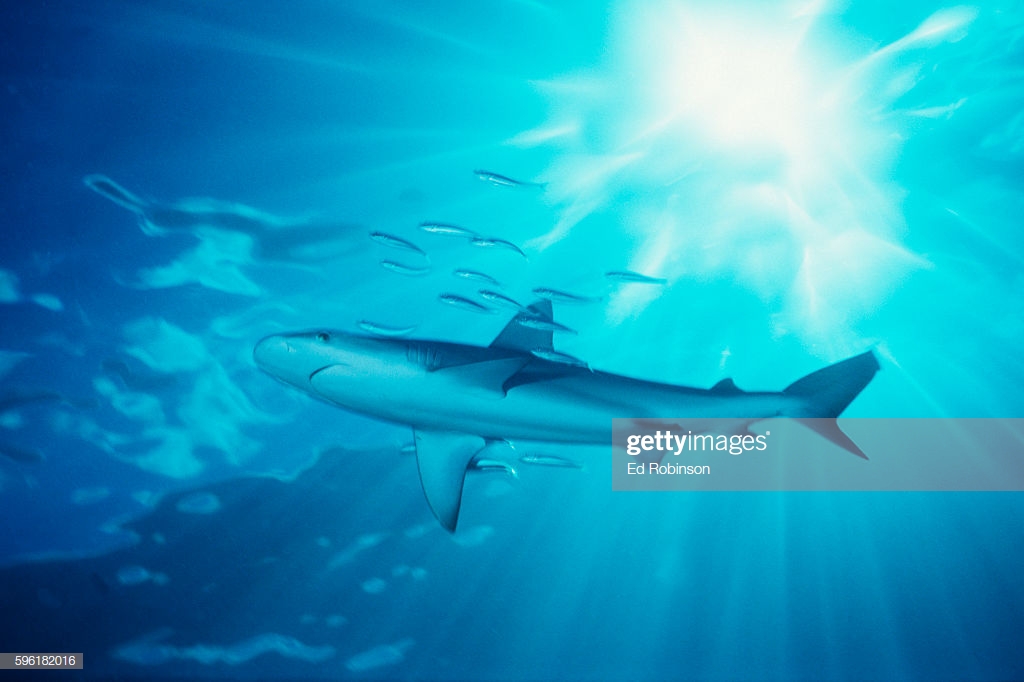Hawaii Galapagos Shark With Sunburst In Background Stock Photo