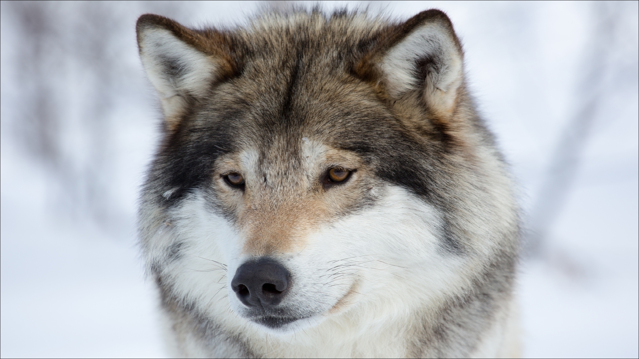 Winter Animals Wolf Portrait Wallpaper