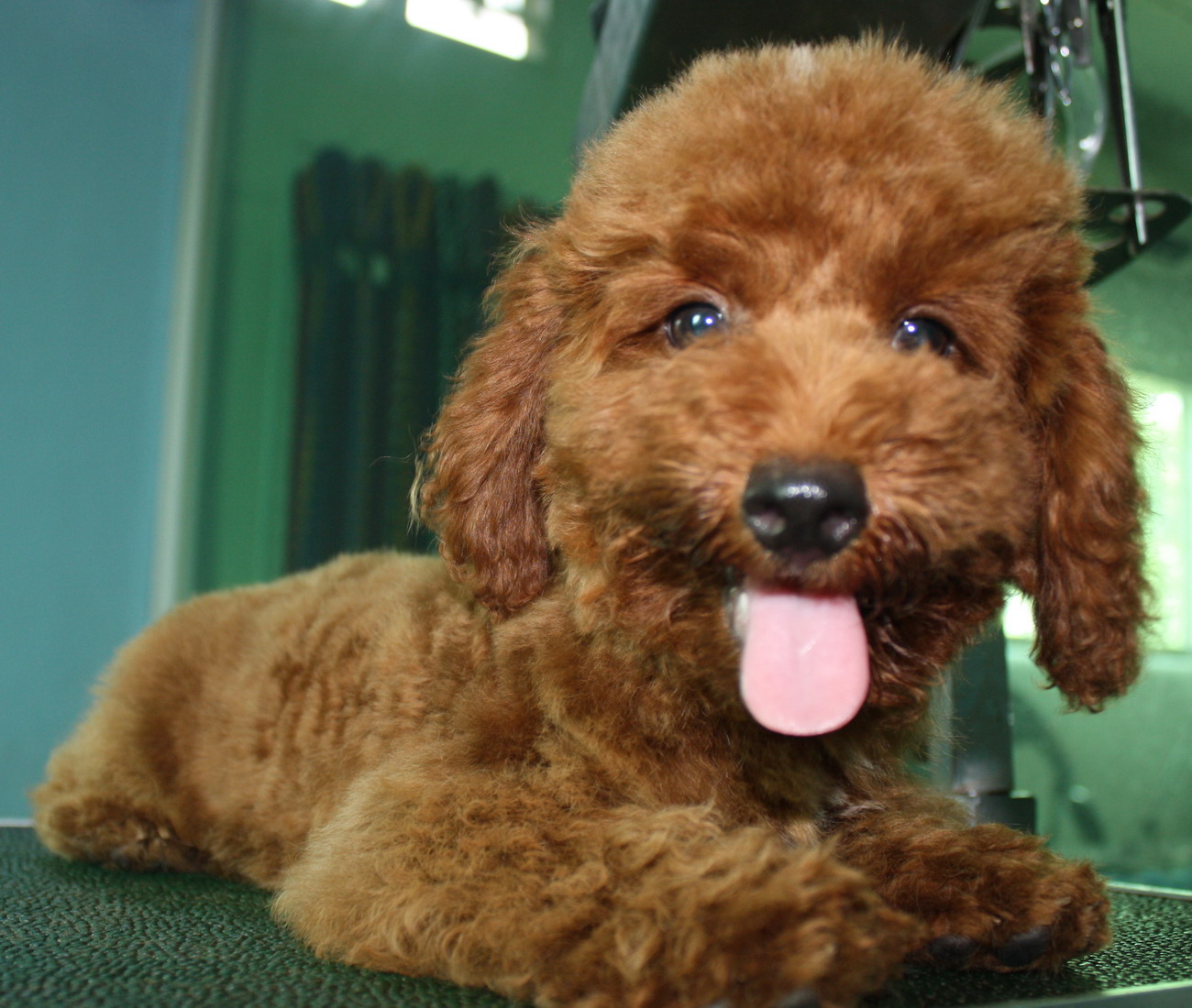 Happy Poodle Dog Photo And Wallpaper Beautiful