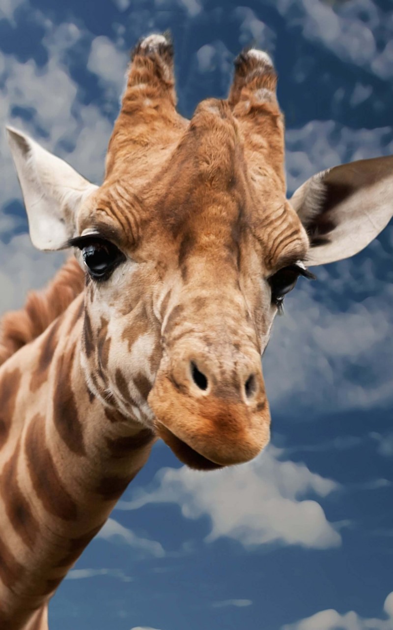 Funny Giraffe HD Wallpaper For Kindle Fire HDwallpaper