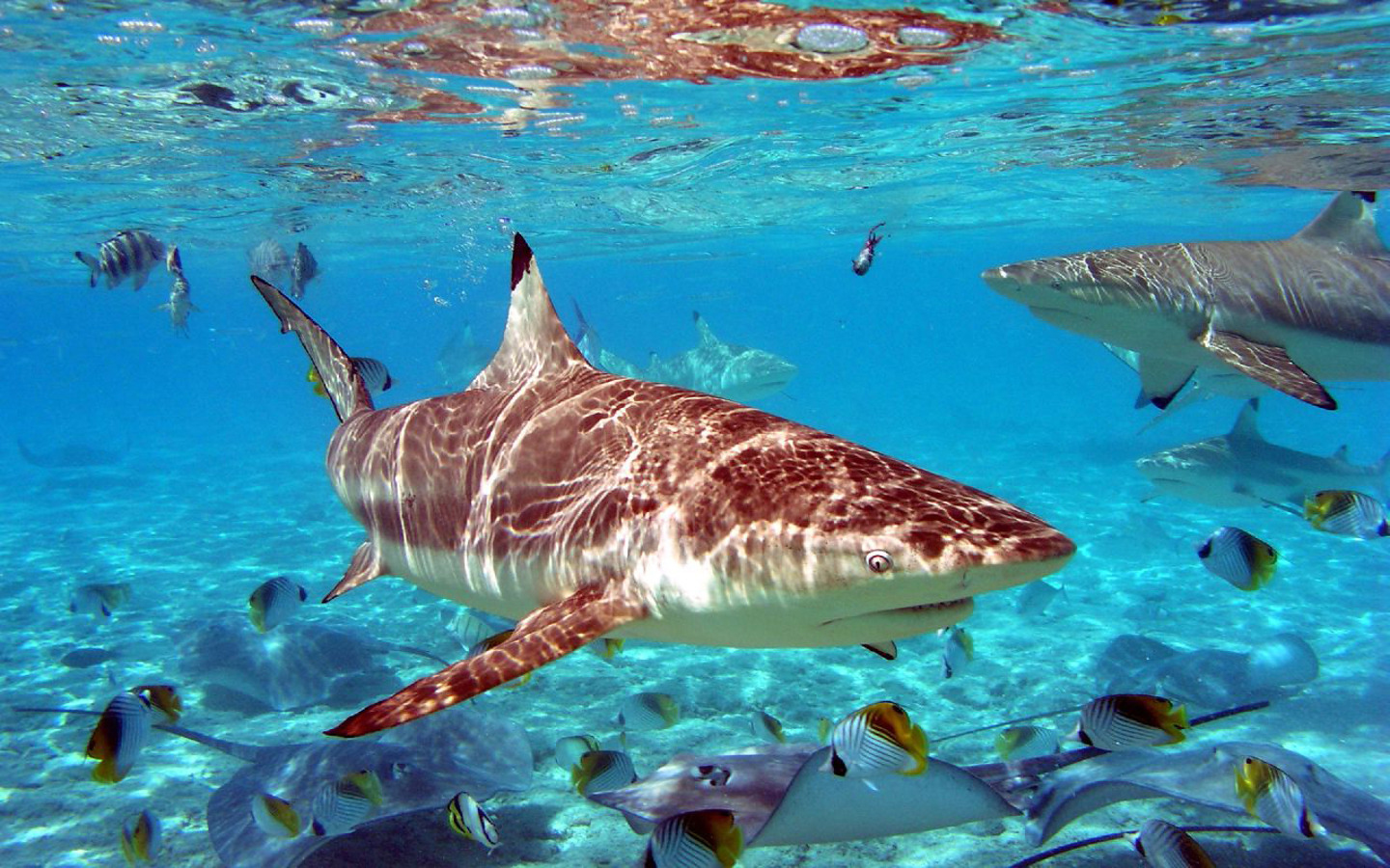 Shark Wallpaper