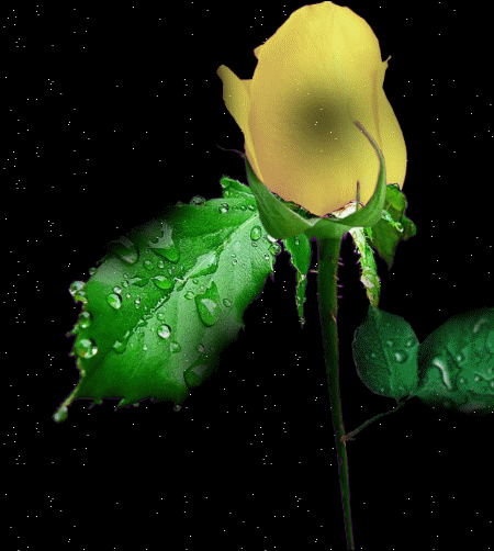 Flowers For Flower Lovers Animated Wallpaper