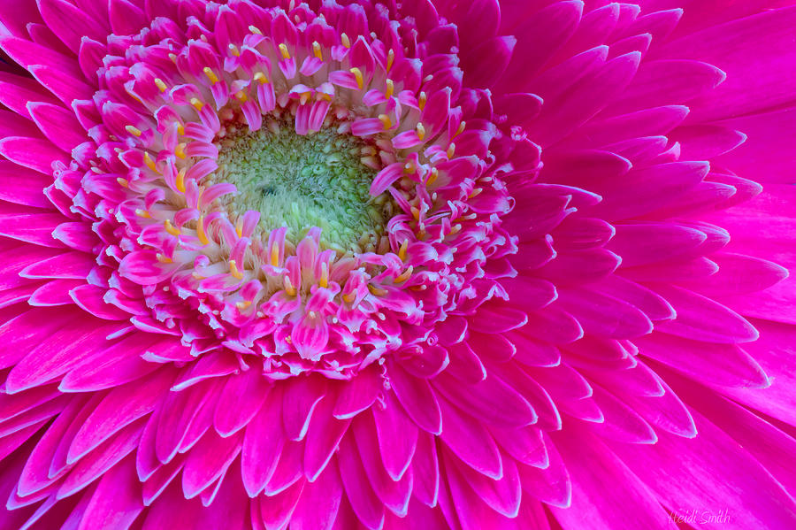 hot pink gerber daisy wallpaper creative hot pink gerber daisy MEMES
