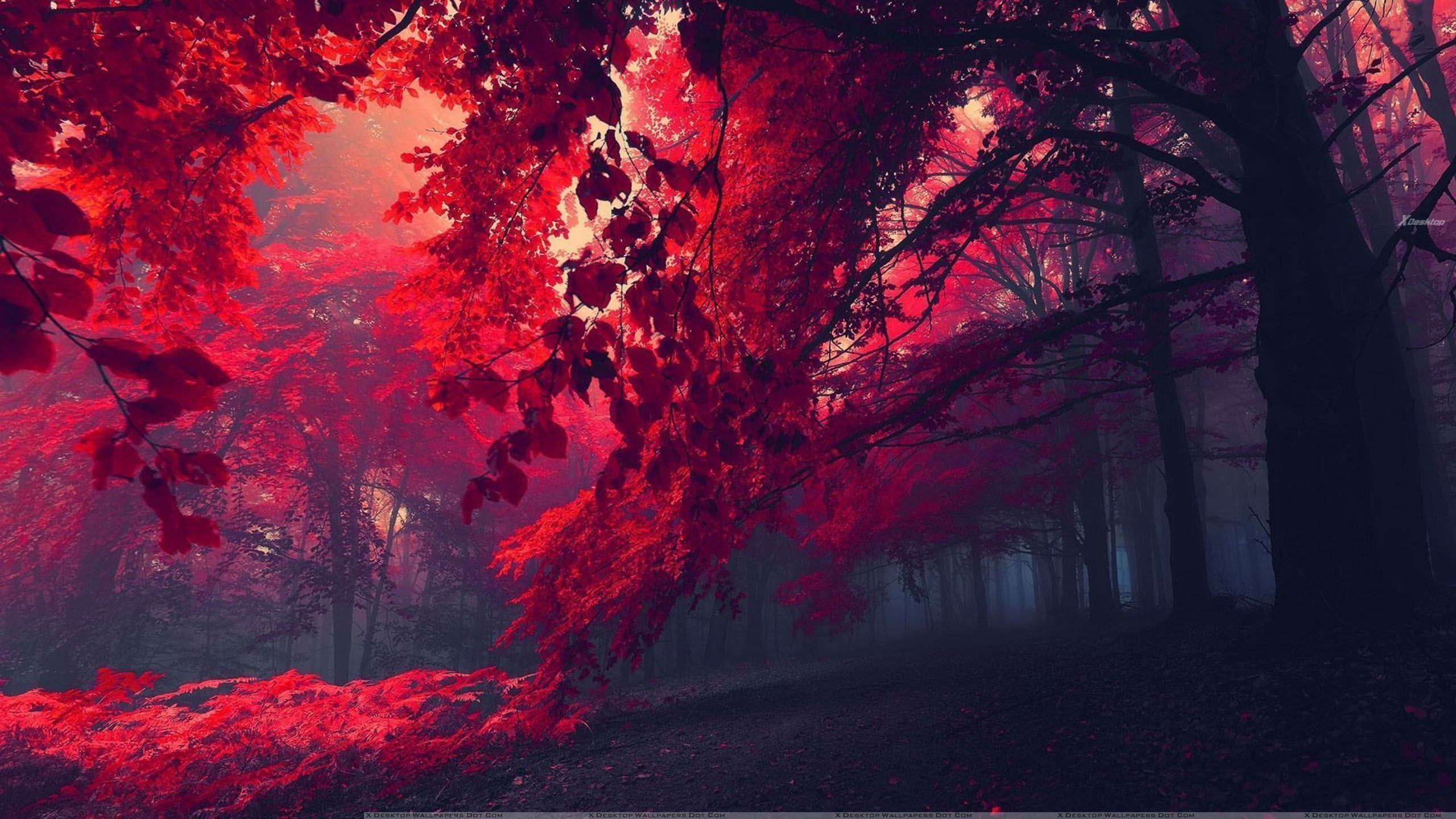 Free download Who Wants To Walk In This Beautiful Red Forest Wallpaper  2560x1440 for your Desktop Mobile  Tablet  Explore 68 Pretty Red  Backgrounds  Pretty Wallpaper Pretty Christmas Wallpaper Background  Pretty